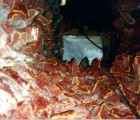 wi892wagnervborrelli020