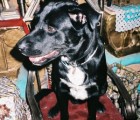 pharoah-on-the-throne2221061166o