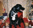 pharoah-on-the-throne2221062092o