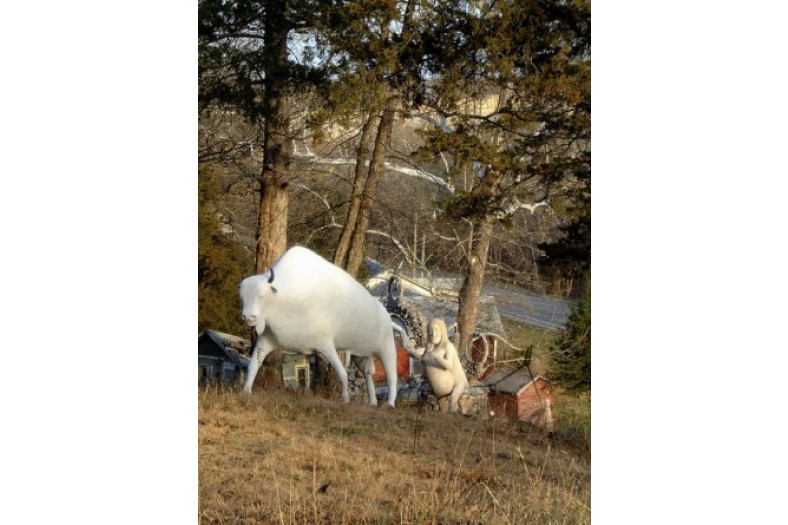 white-buffalo