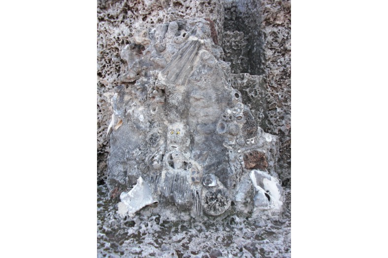 coral-castle-10