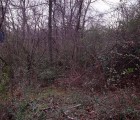 al439holleyfoster014