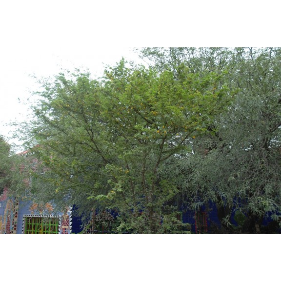 anado-in-san-miguel-032