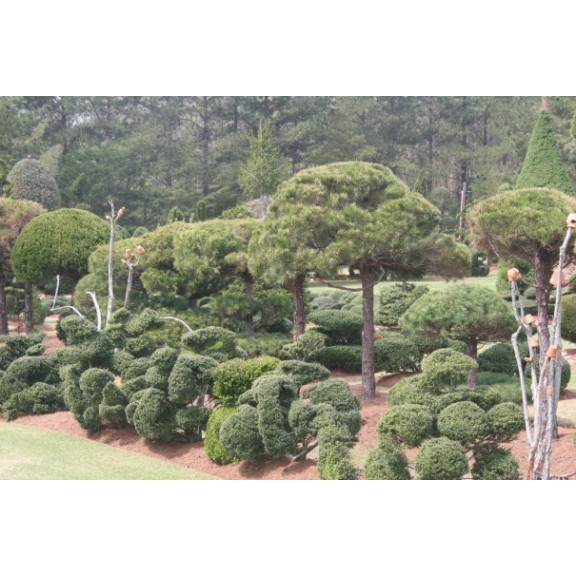 scbishopsvillepearlenviron112316920241l