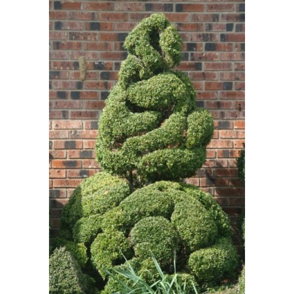 scbishopsvillepearltree12317702002l