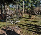 IMG 4771