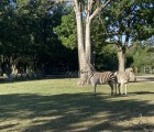 IMG 6852