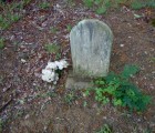 coon dog cemetery tuscumbia alabama 6969807788 o