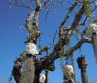 wat rong kuhn chiang rai thailand 5431430990 o v2